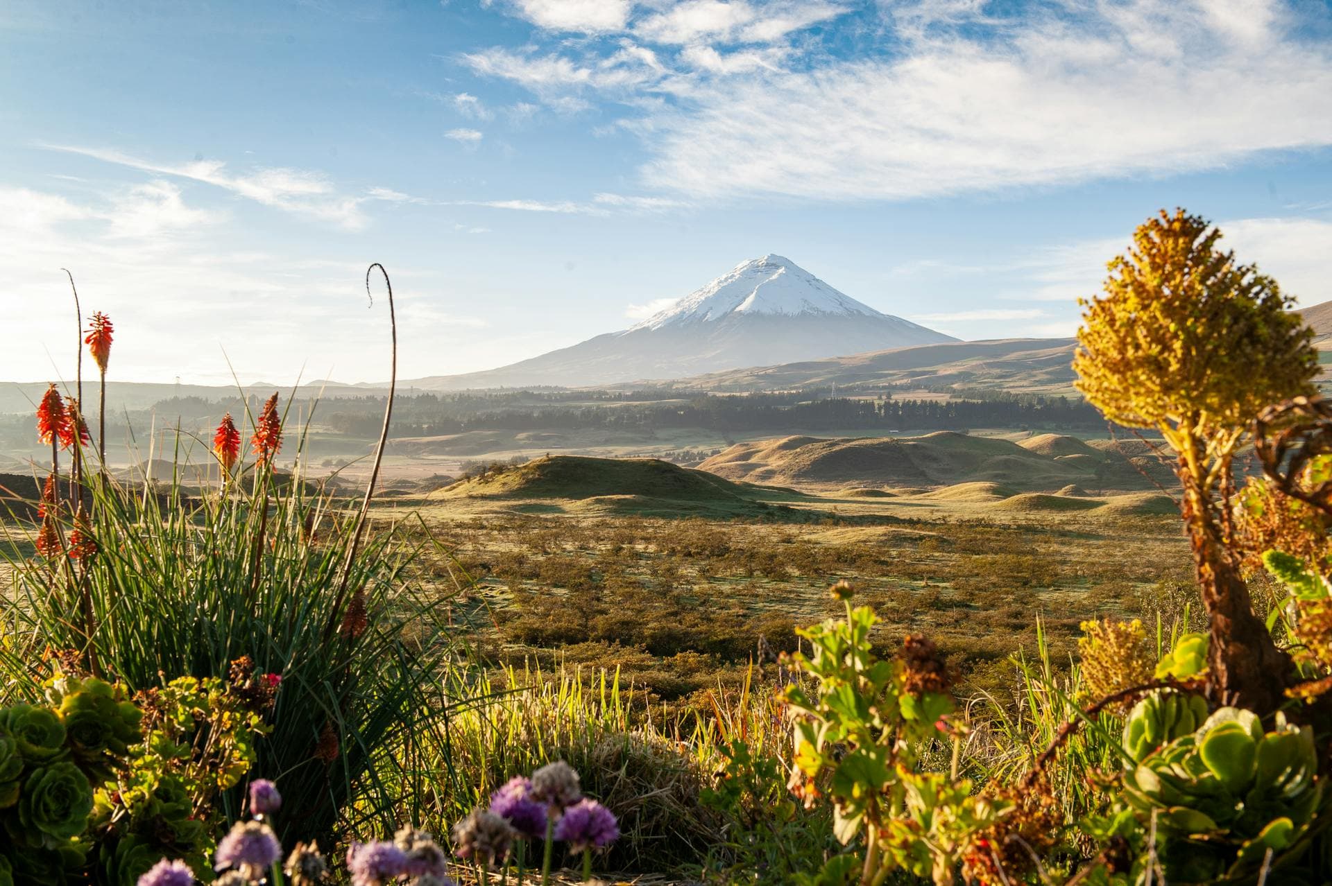 Cotopaxi Volcano with a wildflower meadow in the foreground, Ecuador