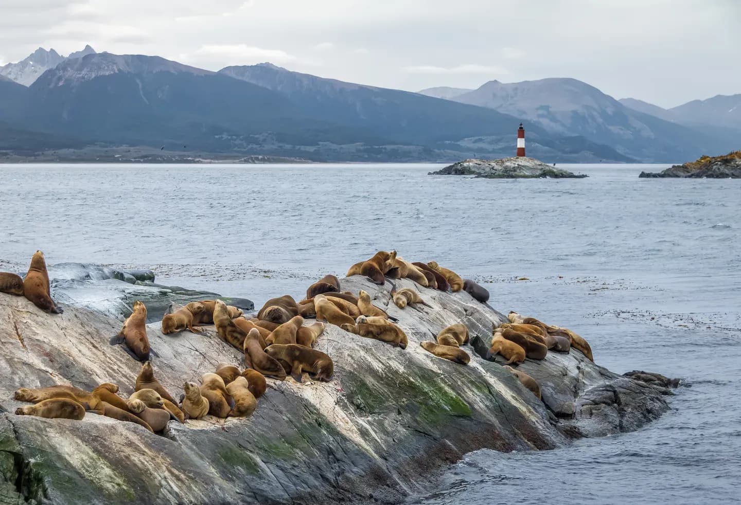 Sea lions on a rocky islet in the Beagle Channel near Ushuaia, Argentina