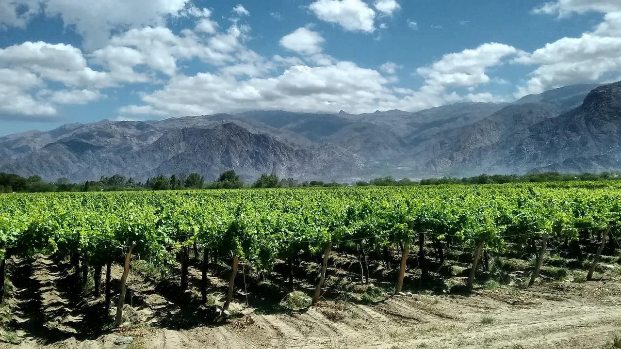 Rows of vines below the mountains at Cafayate, Salta, Argentina