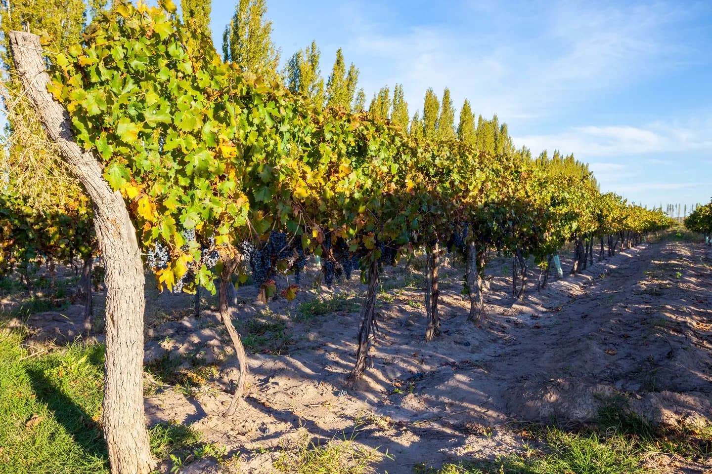 Rows of vines heavy with grapes in a Mendoza vineyard, Argentina