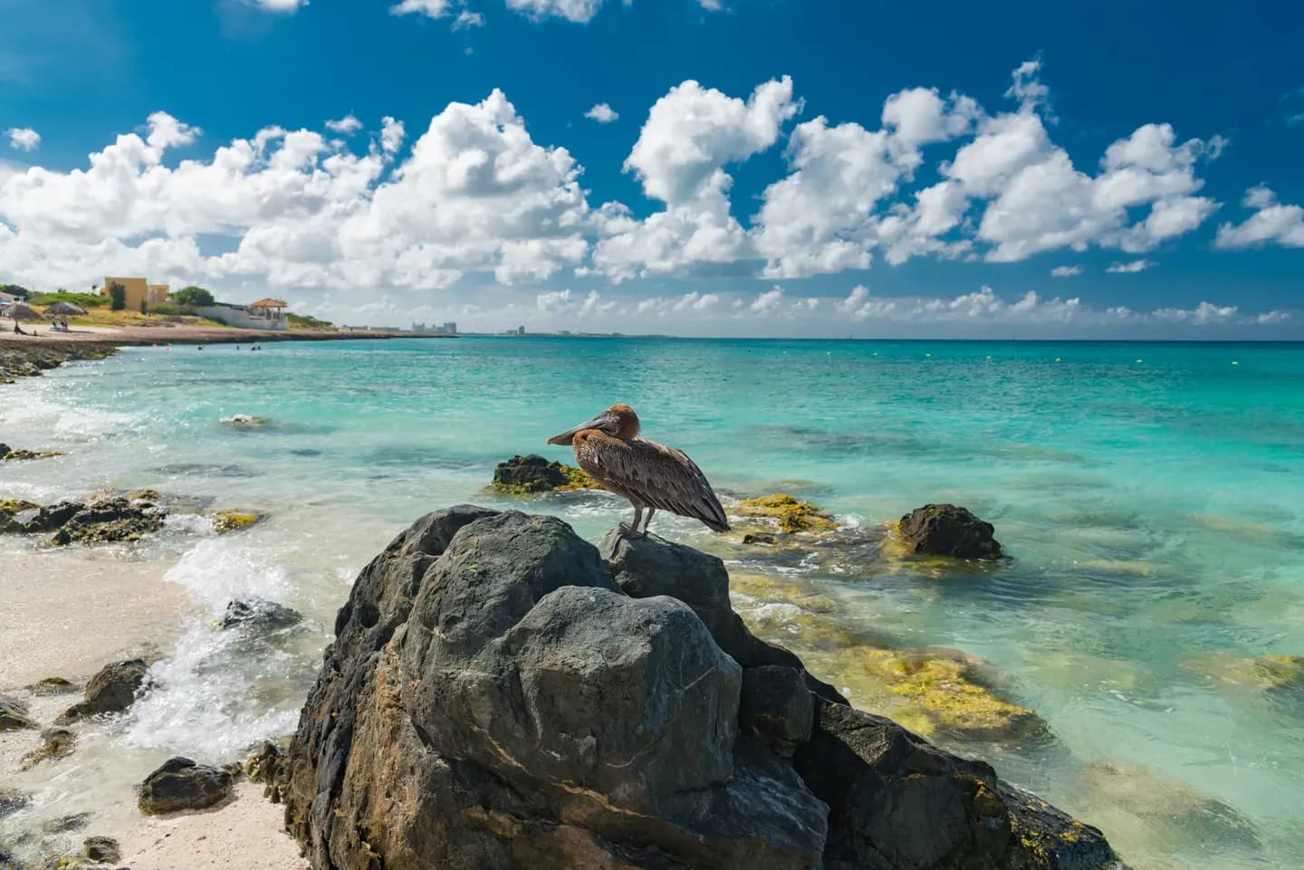 A pelican resting on a rock beside turquoise water on the coast of Aruba