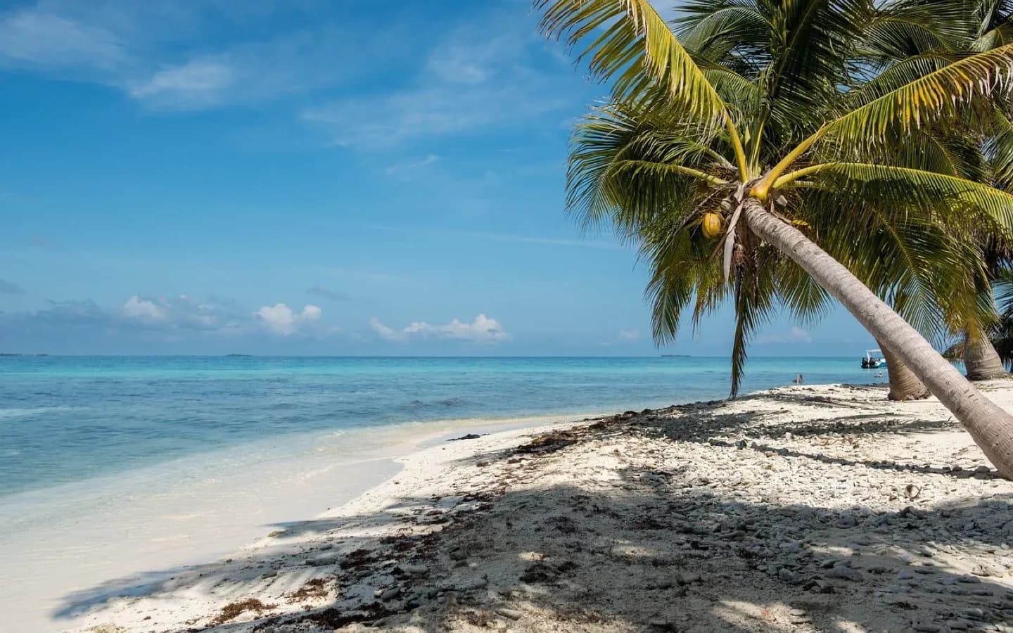 A palm tree leans over a white sand beach with turquoise water and a clear blue sky.