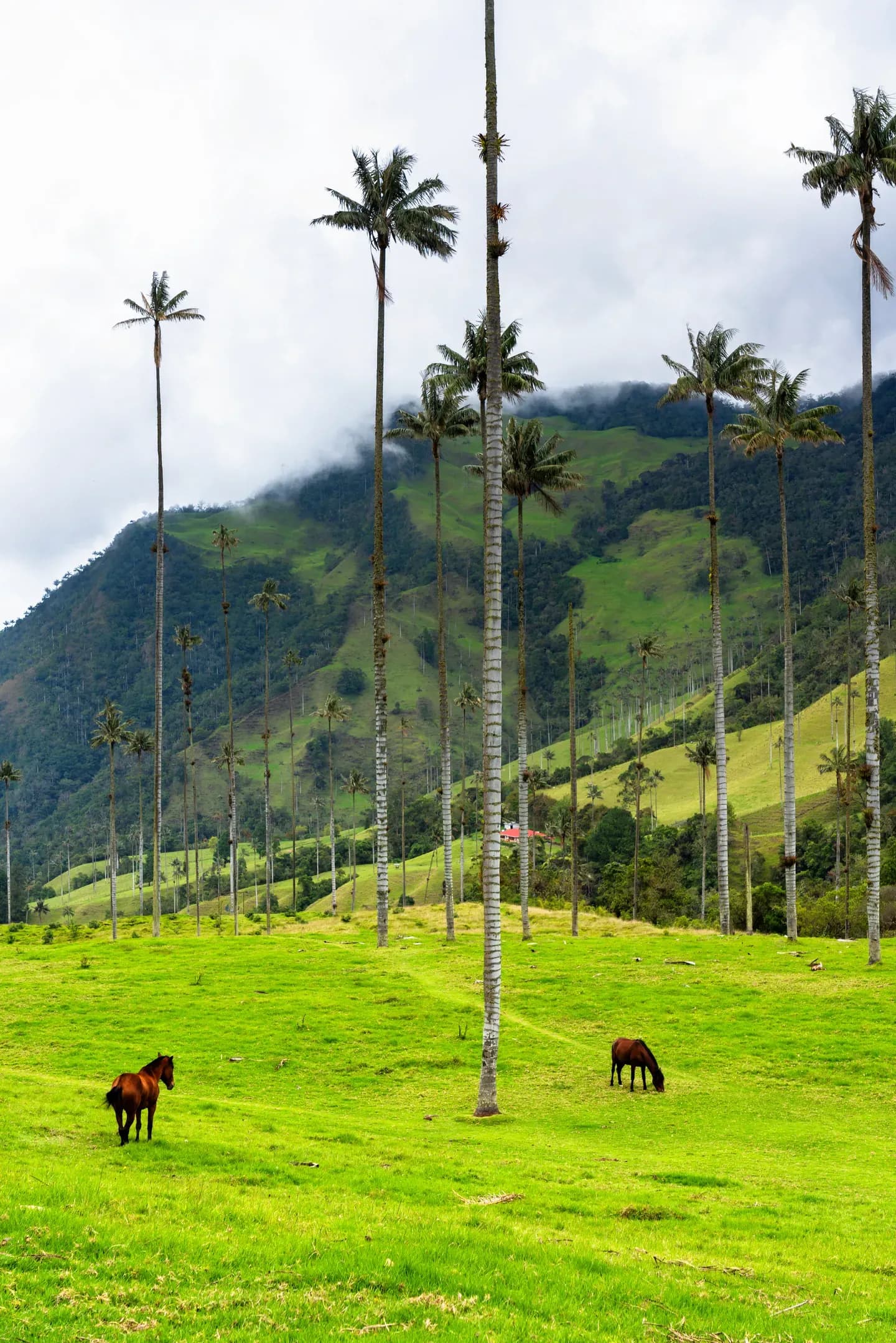 Horses grazing under tall wax palms in the Cocora Valley, Colombia