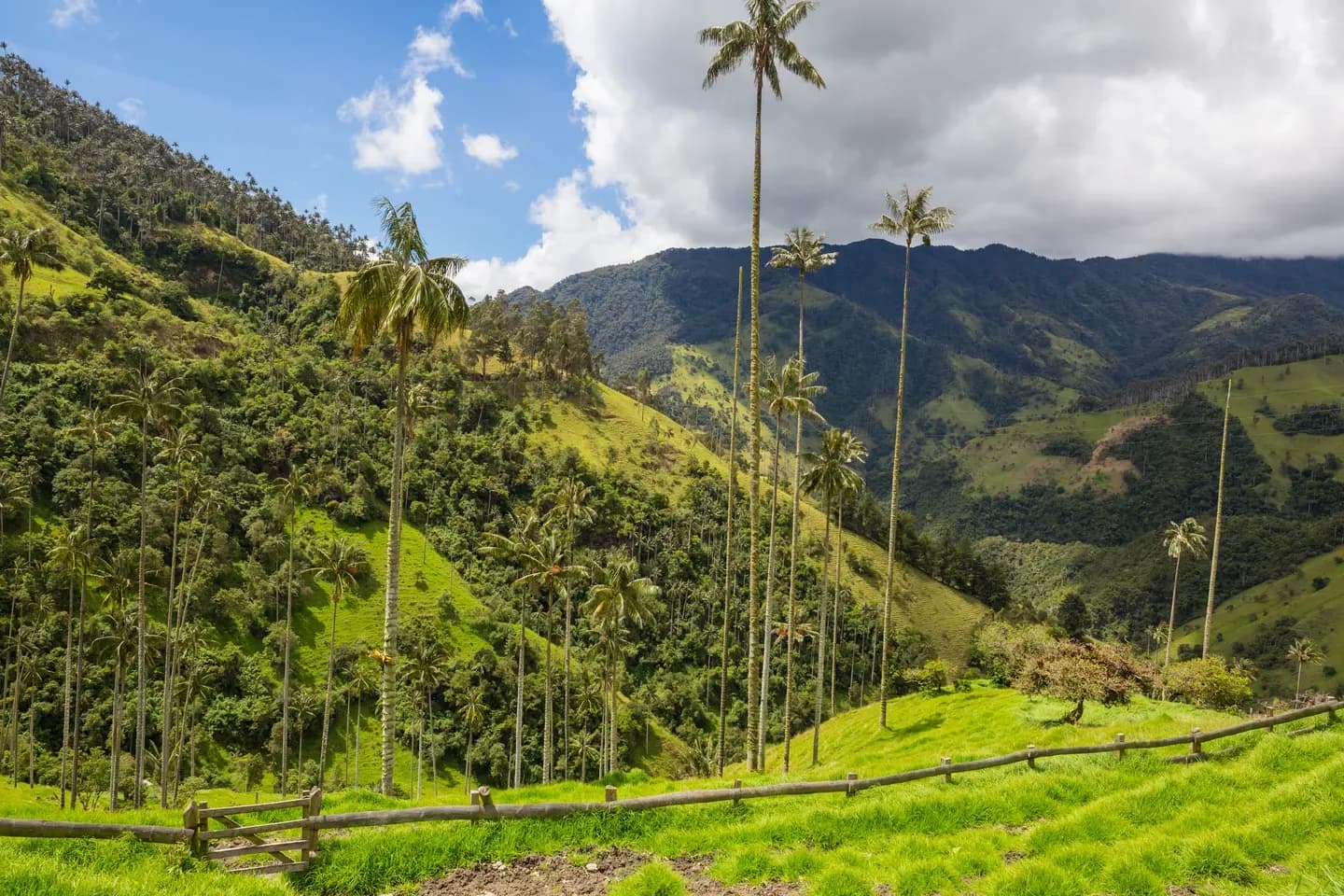 Wax palms rising above the green hills of the Cocora Valley, Colombia