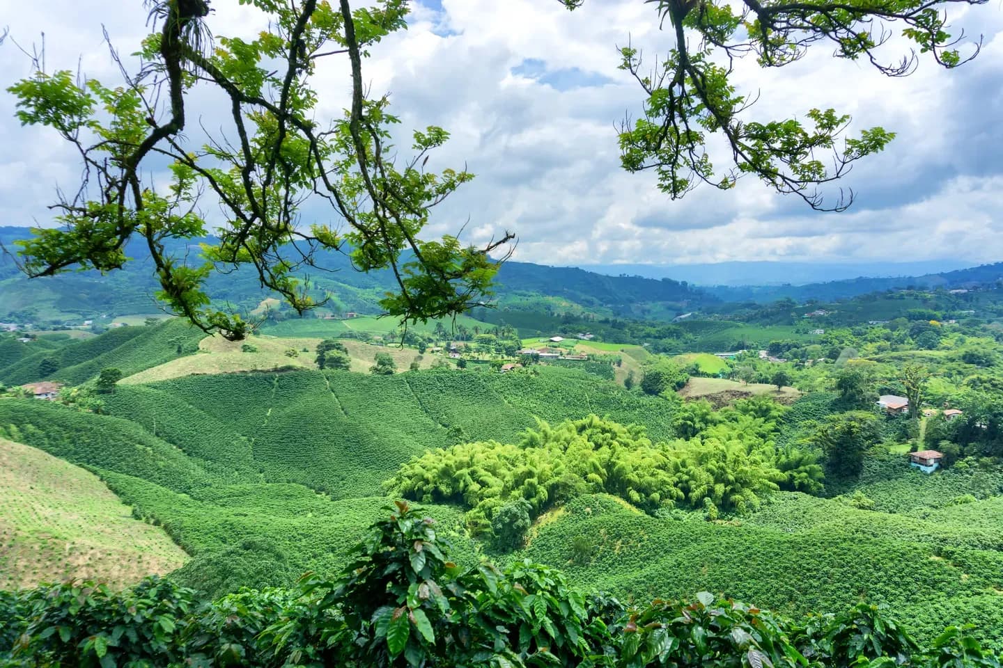 Coffee plantations on the rolling hills of the coffee region, Colombia