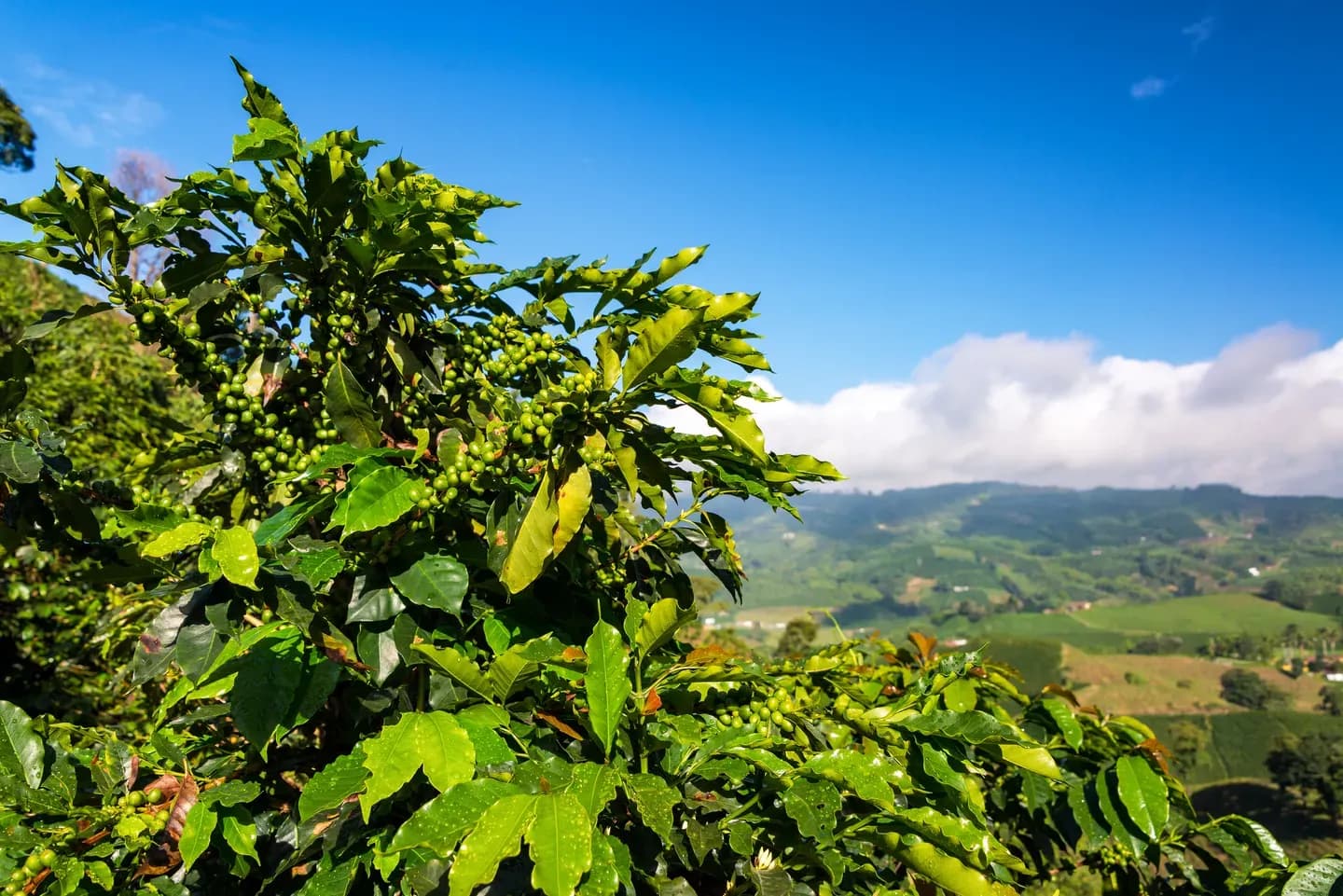 A coffee plant with green hills behind it in the coffee region of Colombia