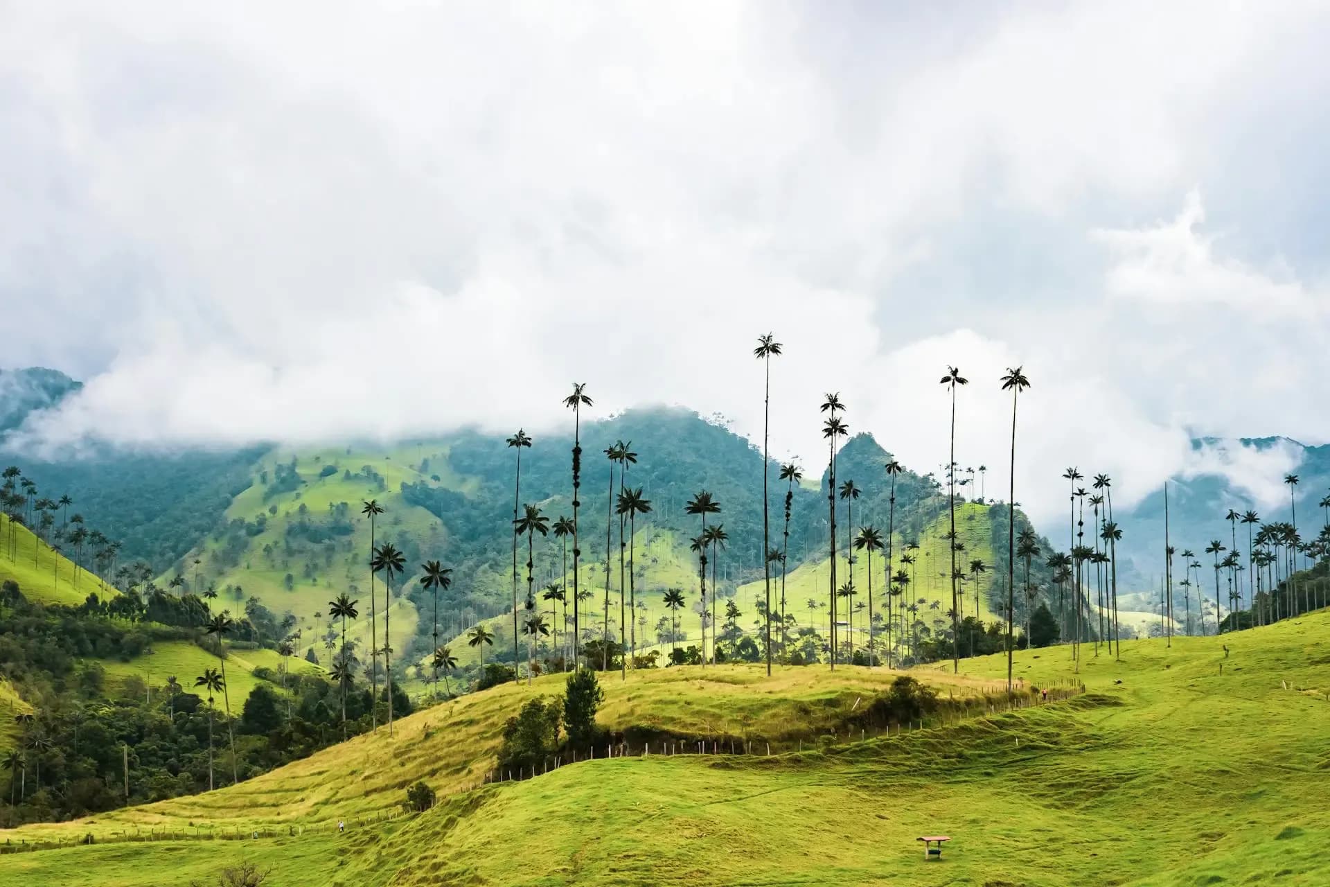 Wax palm trees towering over rolling green hills in Colombia's Cocora Valley with misty Andes mountains