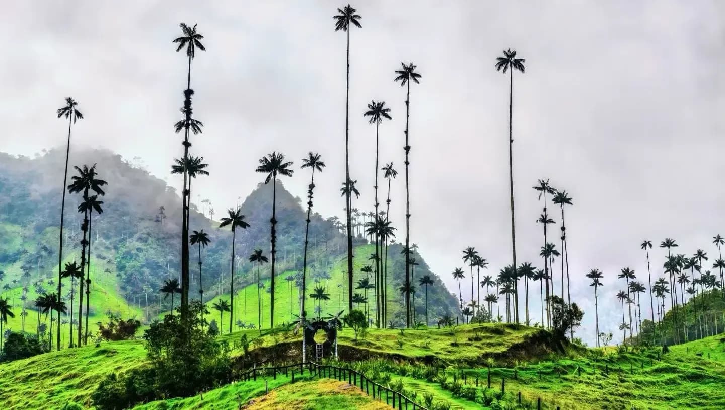 Tall, slender wax palm trees stand silhouetted against a cloudy sky on lush green hillsides.