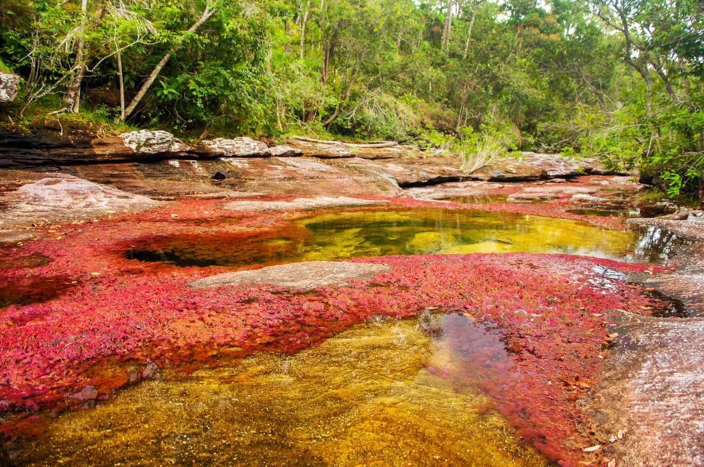 Red and yellow river plants covering the rocks of a clear river in La Macarena, Colombia
