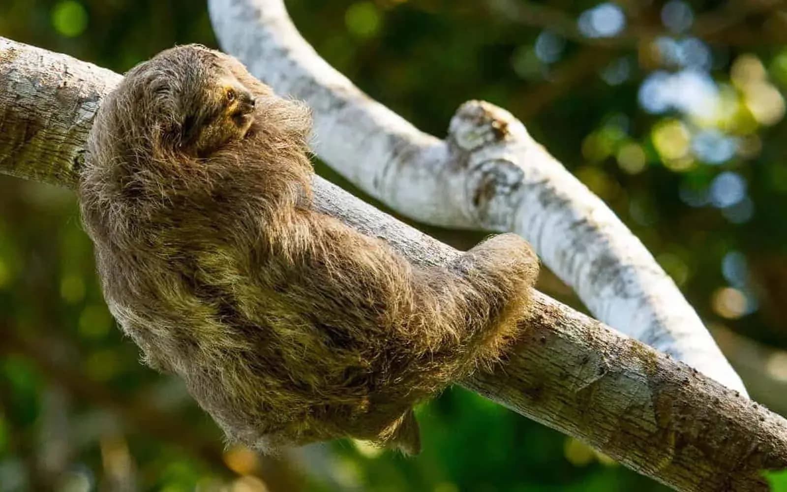 Three-toed sloth resting on a branch in the Costa Rican rainforest