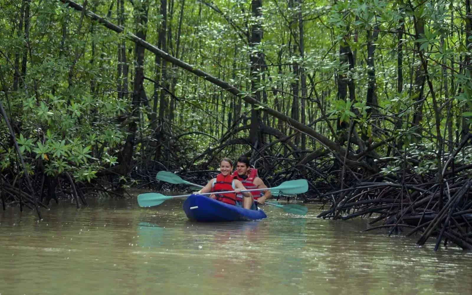 Guided kayak through the mangrove estuary near Nosara, Costa Rica