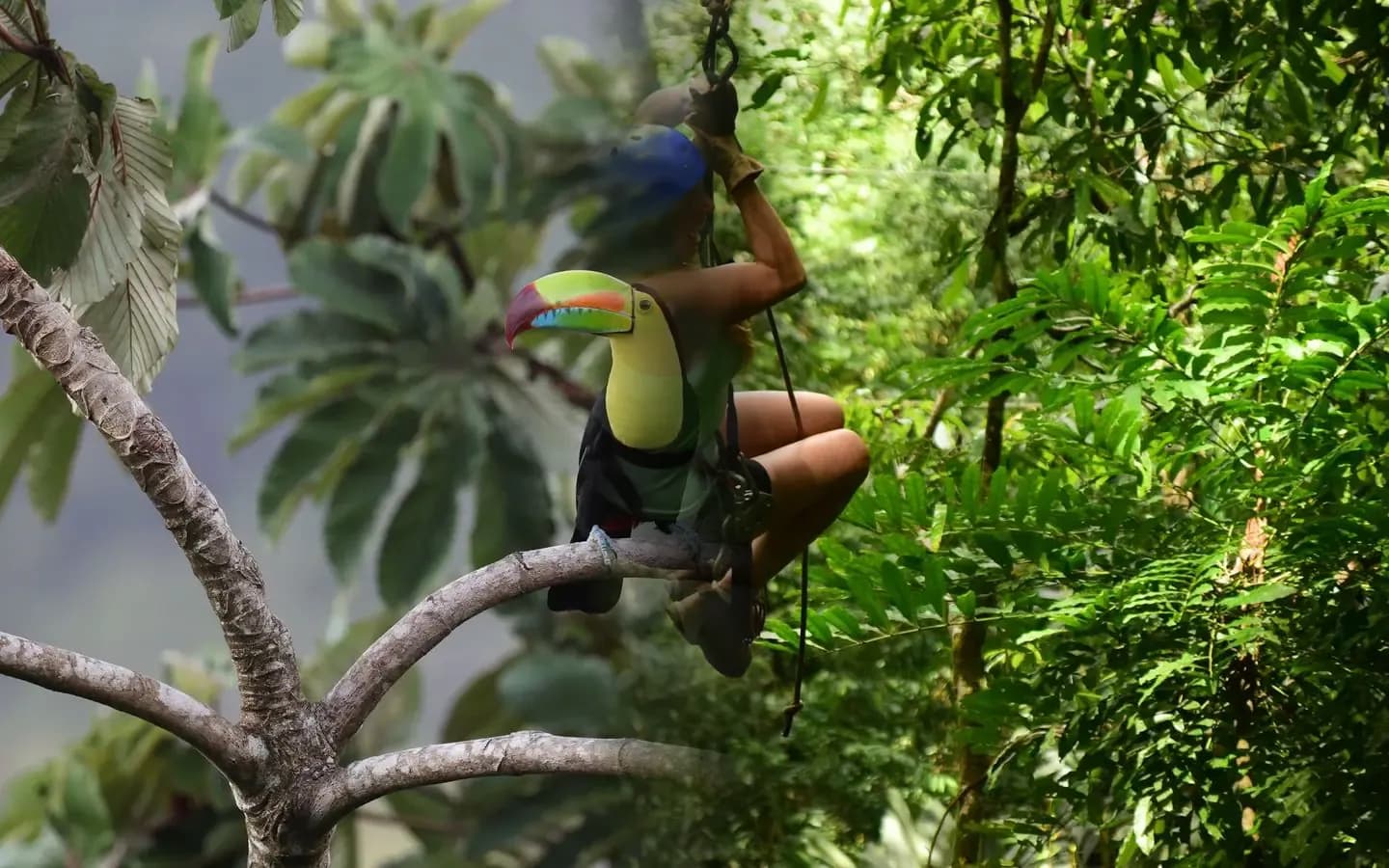 A keel-billed toucan with a rainbow bill perched in lush green rainforest in Costa Rica
