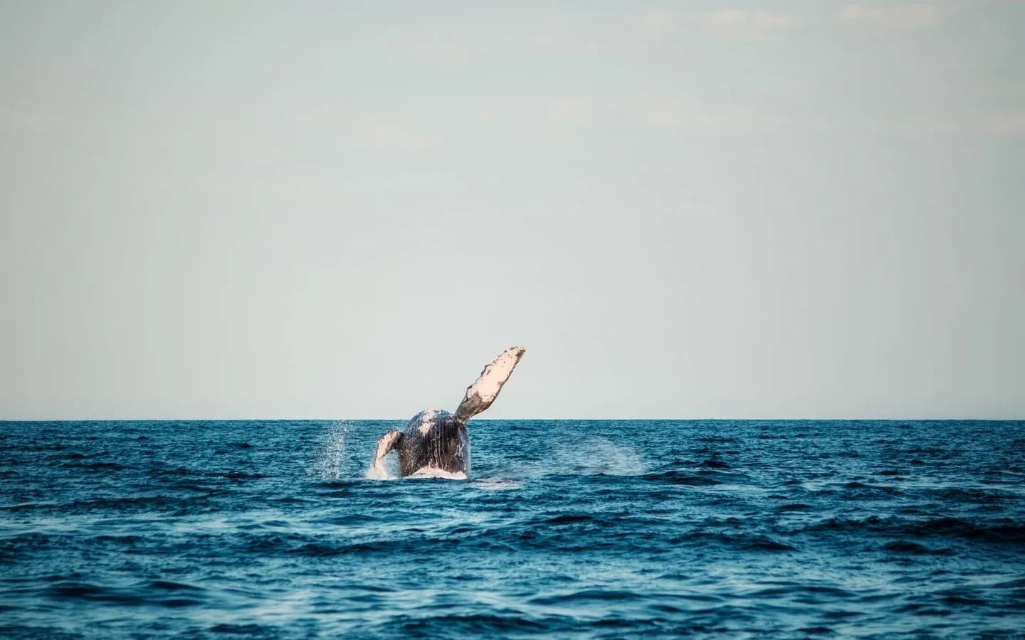 Humpback whale breaching off the Pacific coast of Costa Rica