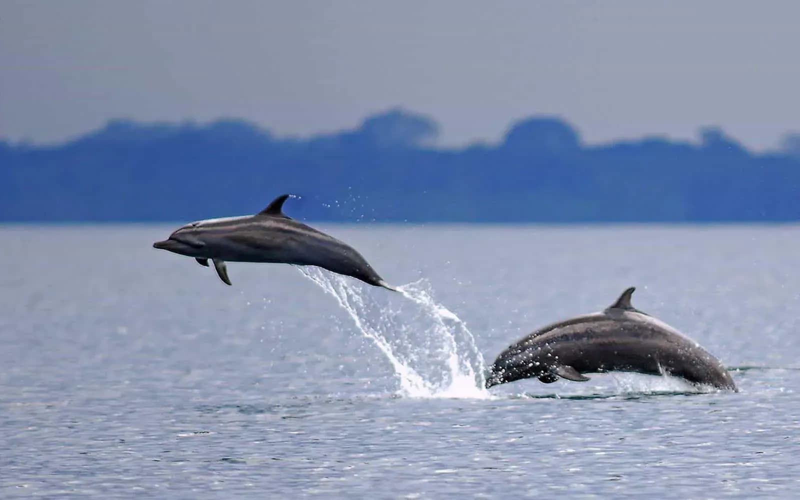 Pair of dolphins leaping from the sea off the Costa Rican coast