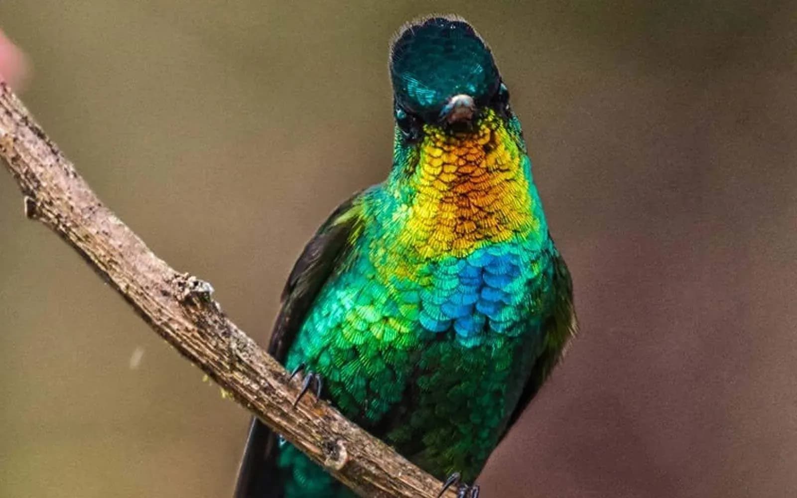 Fiery-throated hummingbird perched on a branch in the Costa Rican cloud forest