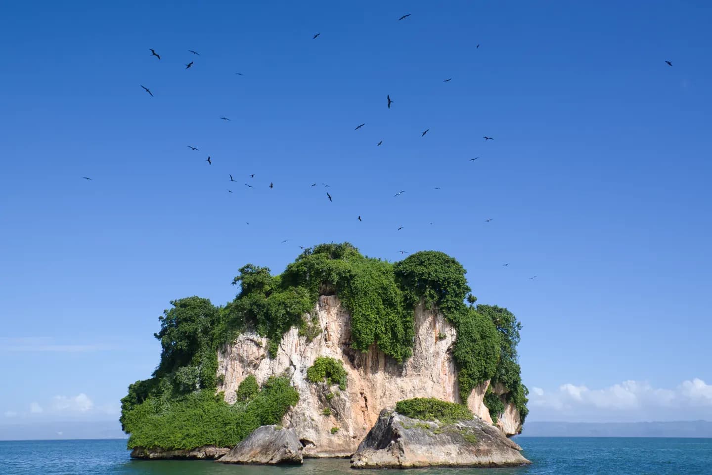 Forested limestone island with seabirds in Los Haitises National Park