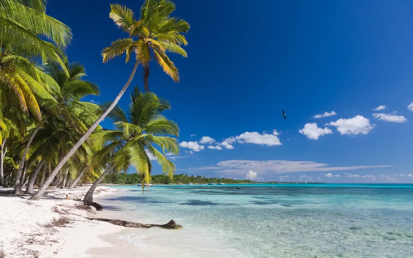 Coconut palms on the white sand beach of Saona Island, Dominican Republic