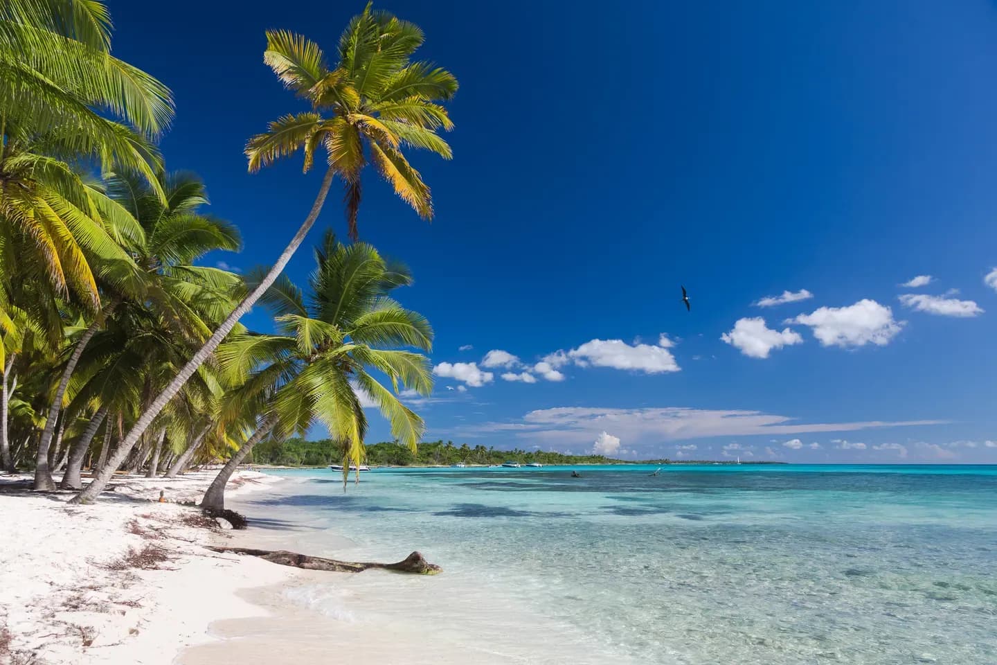 Coconut palms on the white sand beach of Saona Island, Dominican Republic