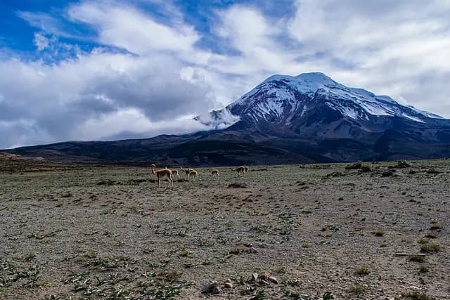 Wild vicuñas grazing on the high plain below the snow-capped Chimborazo volcano, Ecuador