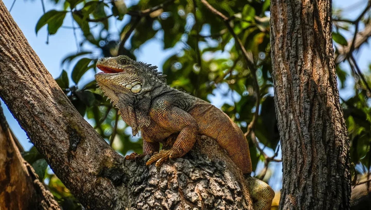 A green iguana resting on a tree branch in Guayaquil, Ecuador