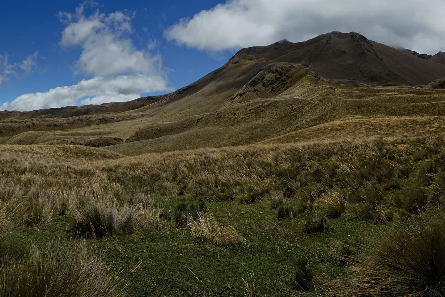 Tussock grass páramo and bare hills at Piñán in the highlands of Imbabura, Ecuador