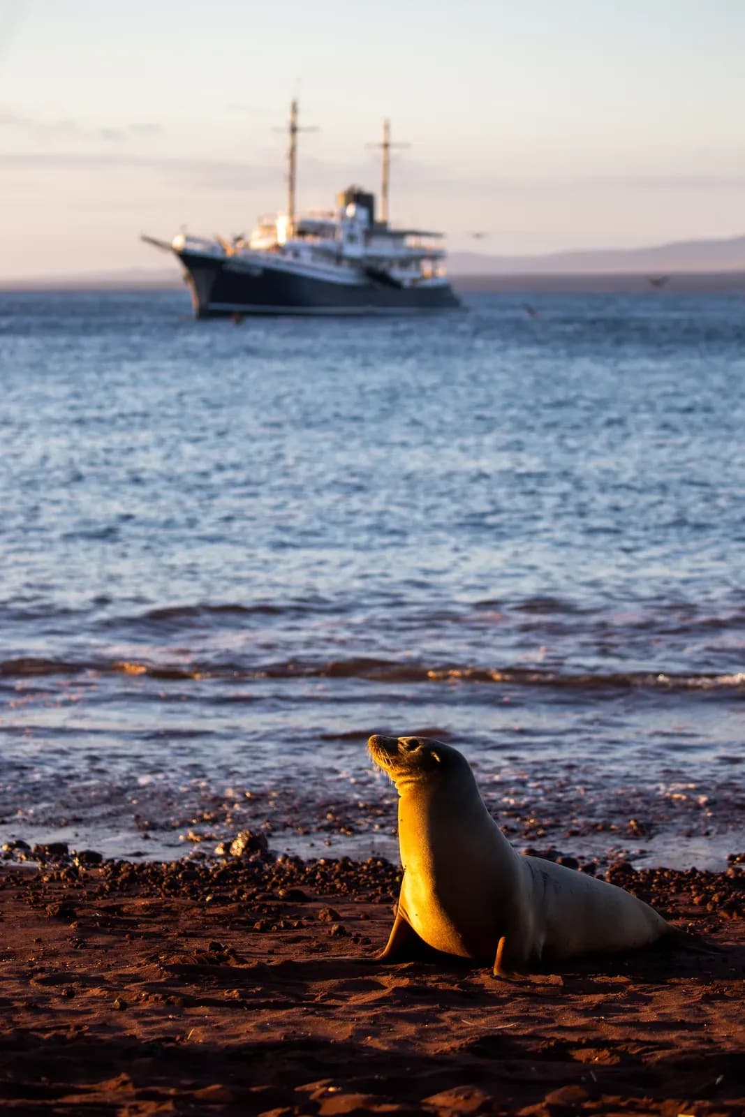 A sea lion ashore at sunset near Evolution, Galápagos