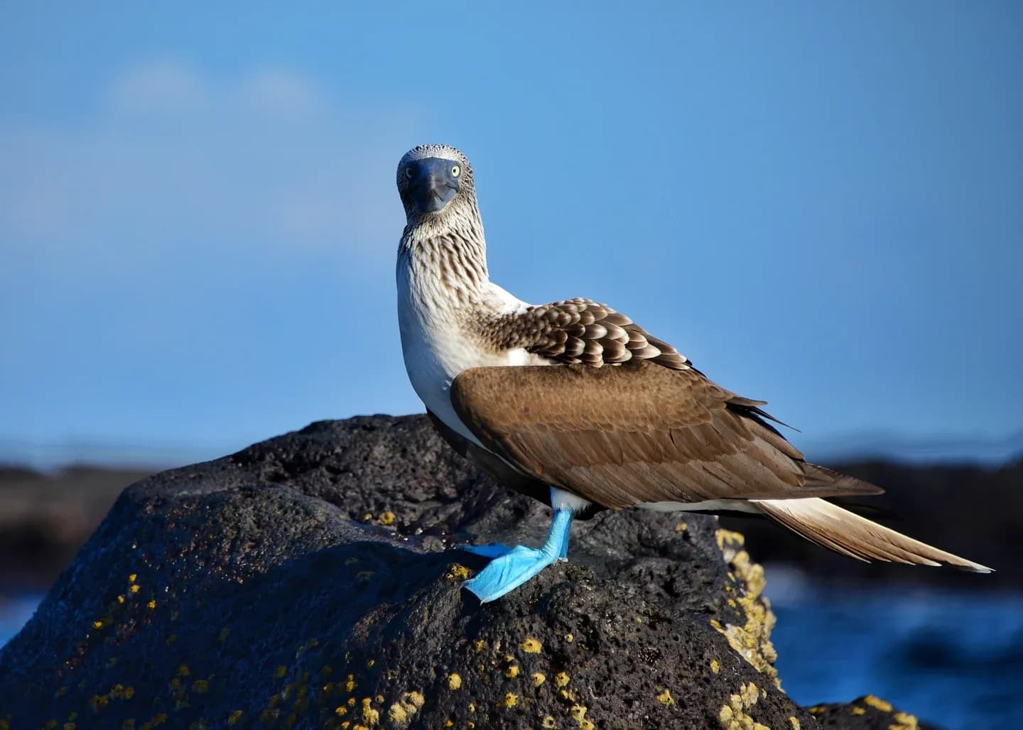 A blue-footed booby standing on lava rock above the sea in the Galápagos