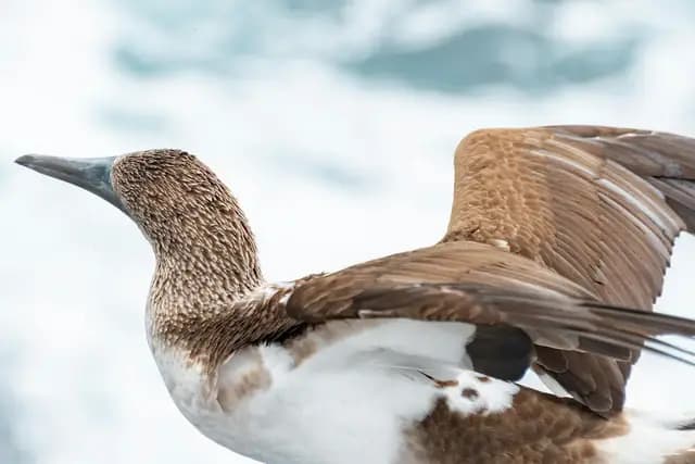 Blue-footed booby with spread wings on a rocky coast in the Galapagos Islands