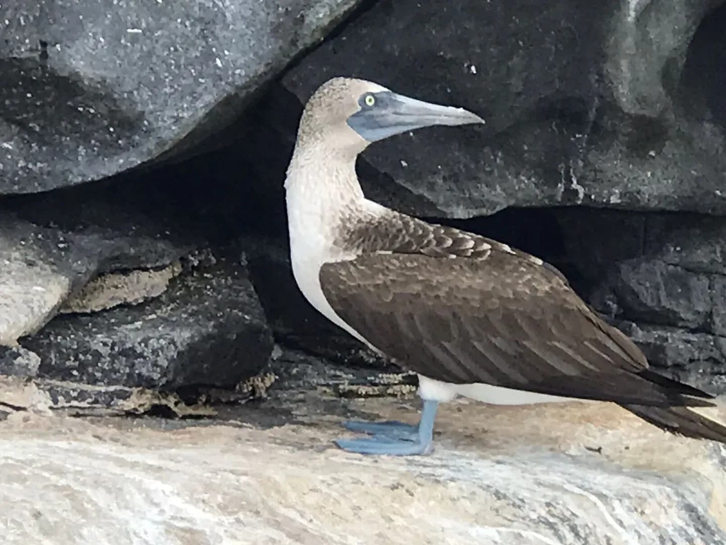 Blue-footed booby standing on dark lava rock in the Galápagos
