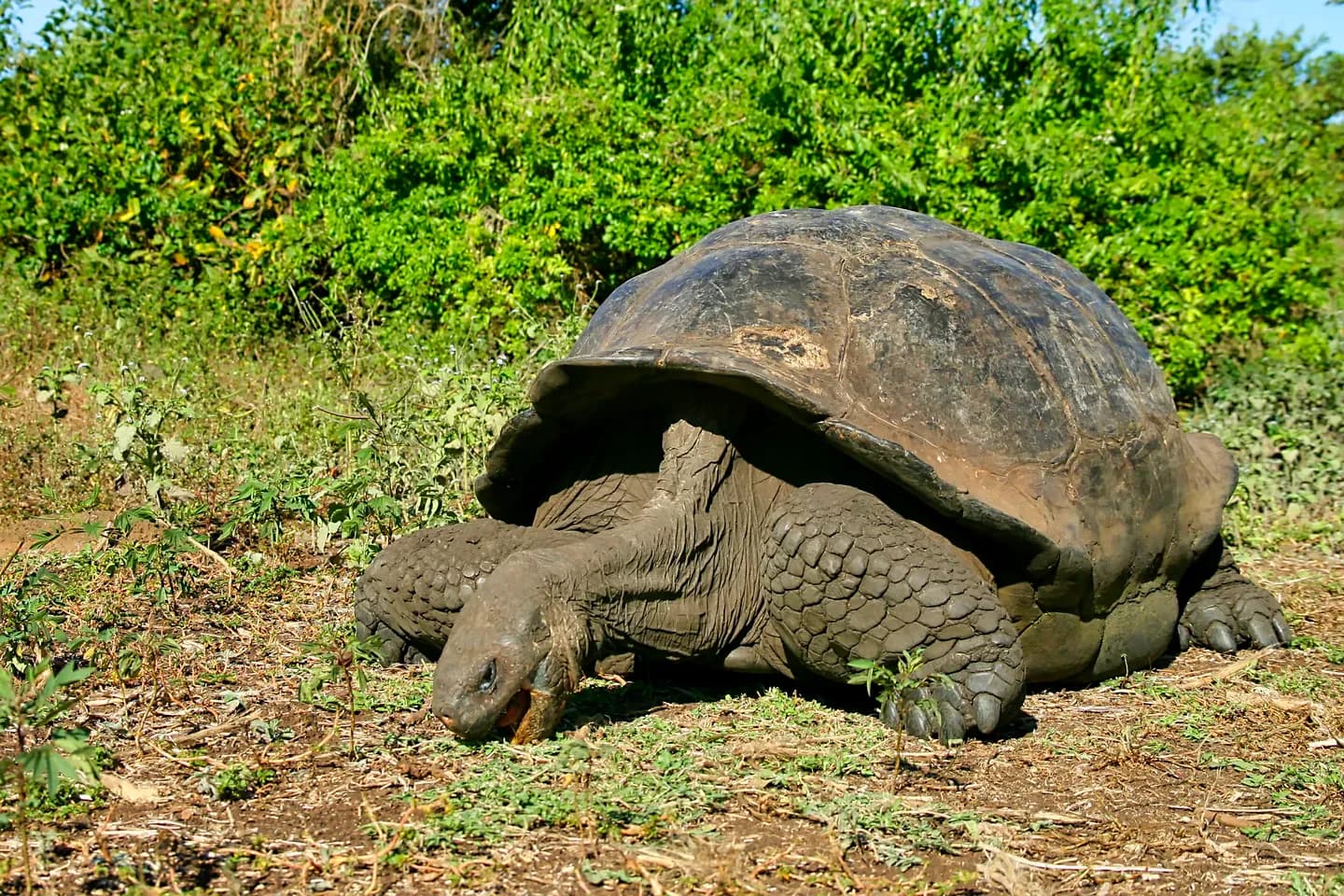 A giant tortoise grazing among green scrub in the Galápagos National Park