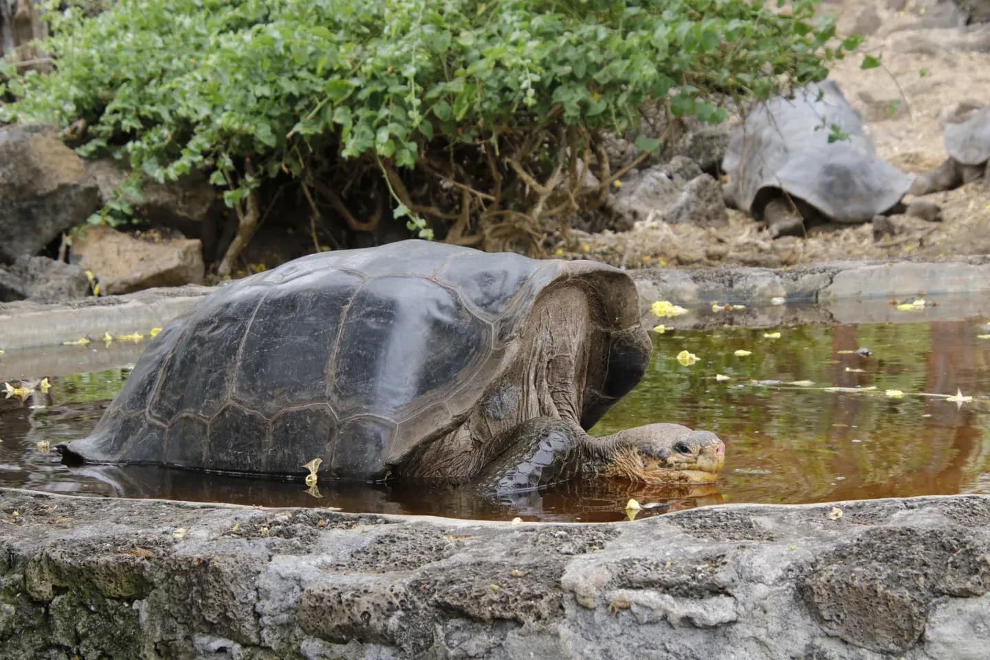 Giant tortoise at the edge of a pond in the Galápagos highlands