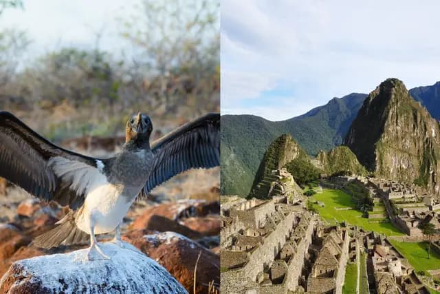 Galápagos Islands wildlife and Machu Picchu citadel — combined twin-centre holiday