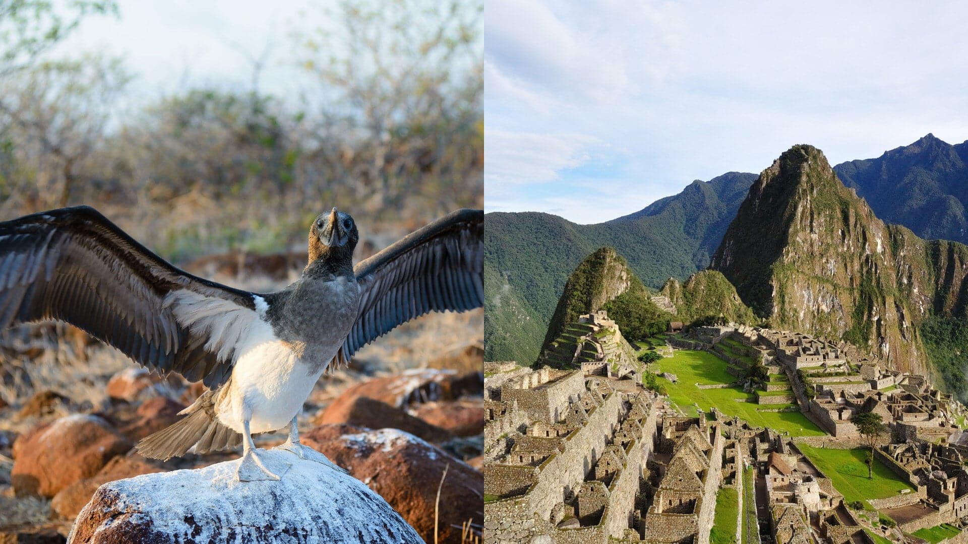 Galápagos Islands wildlife and Machu Picchu citadel — combined twin-centre holiday