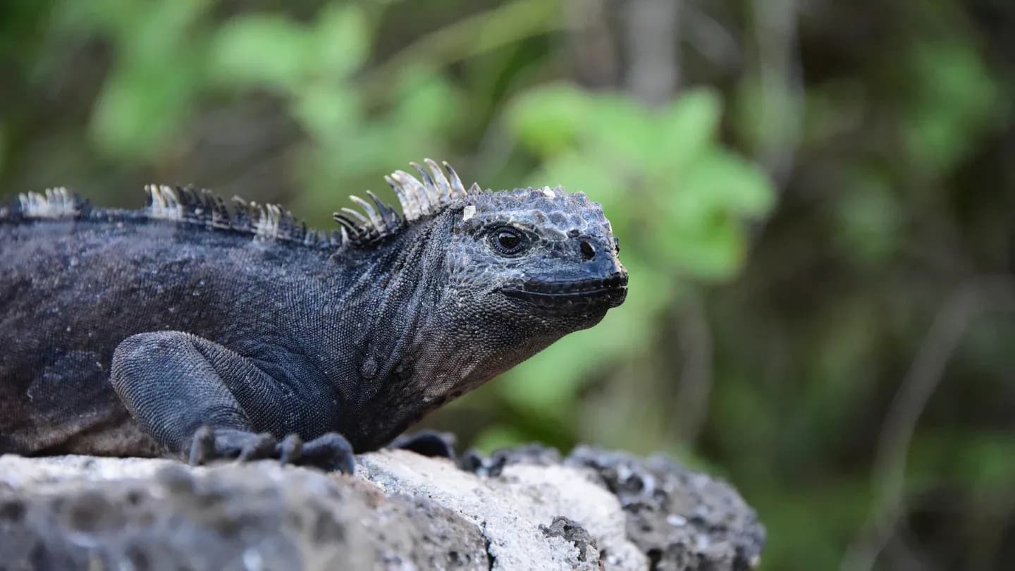 A marine iguana resting on dark lava rock in the Galápagos