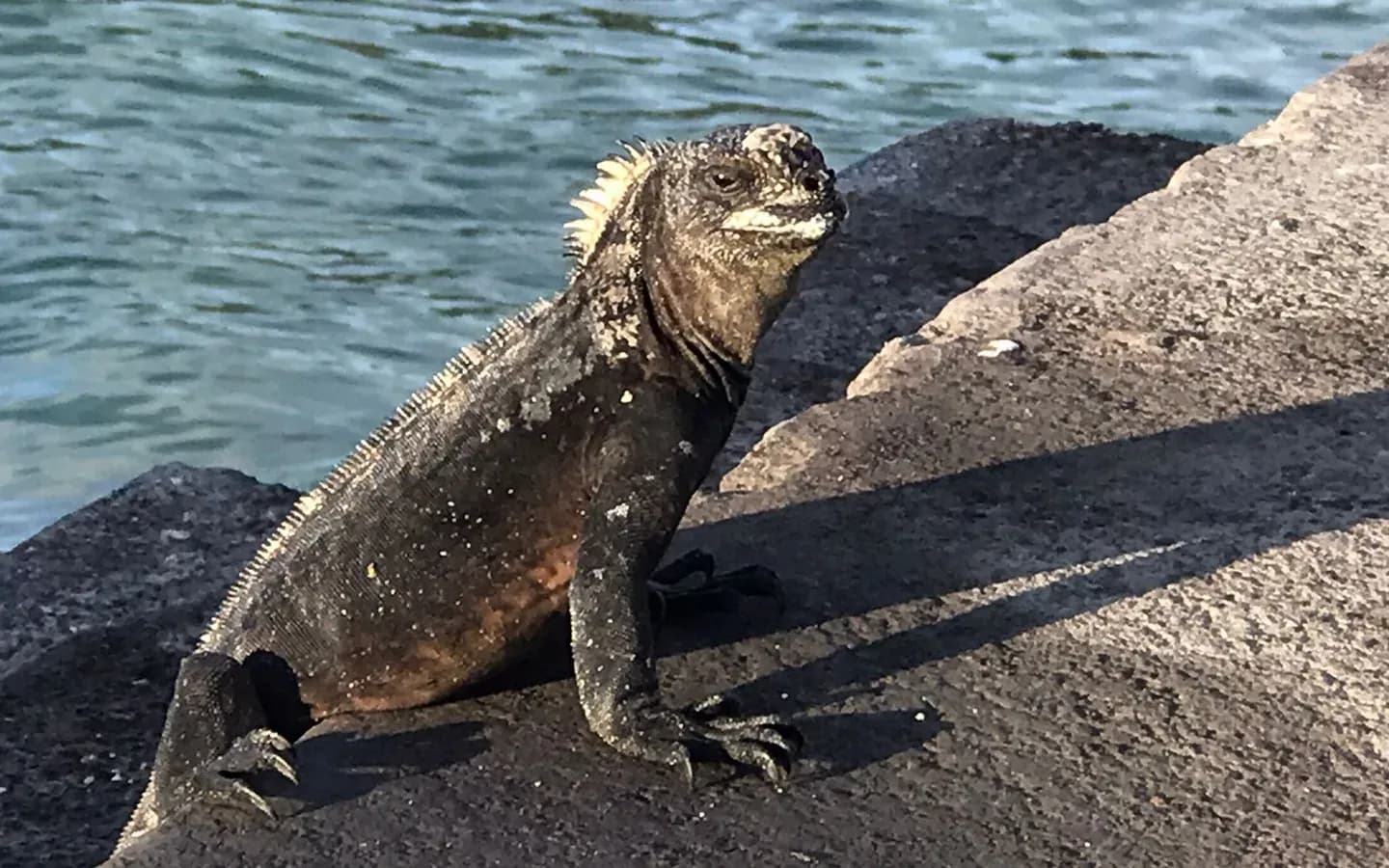 Marine iguana basking on lava rock beside turquoise water in the Galápagos