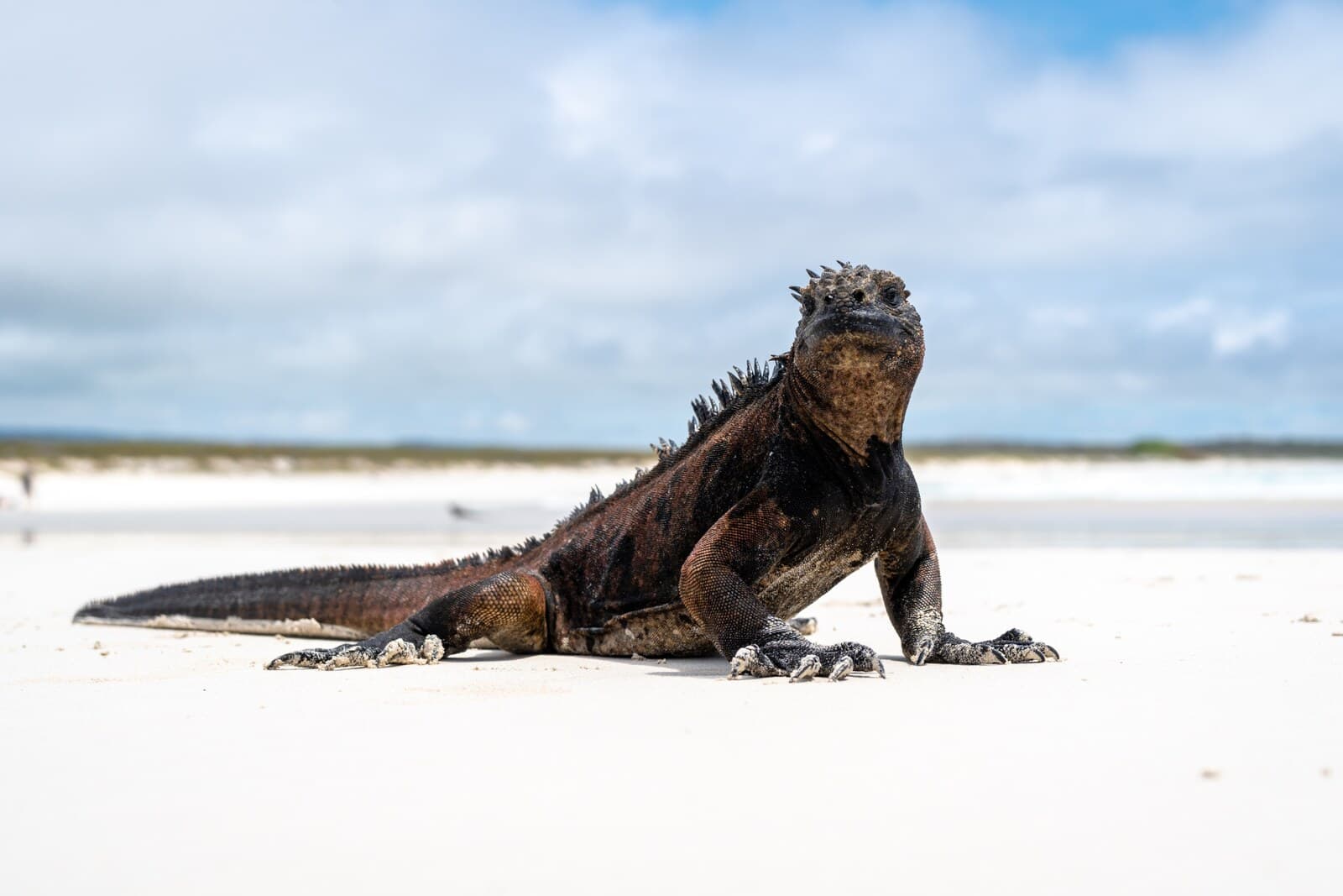 Marine iguana on the volcanic coastline of Tortuga Bay, Santa Cruz Island, Galápagos