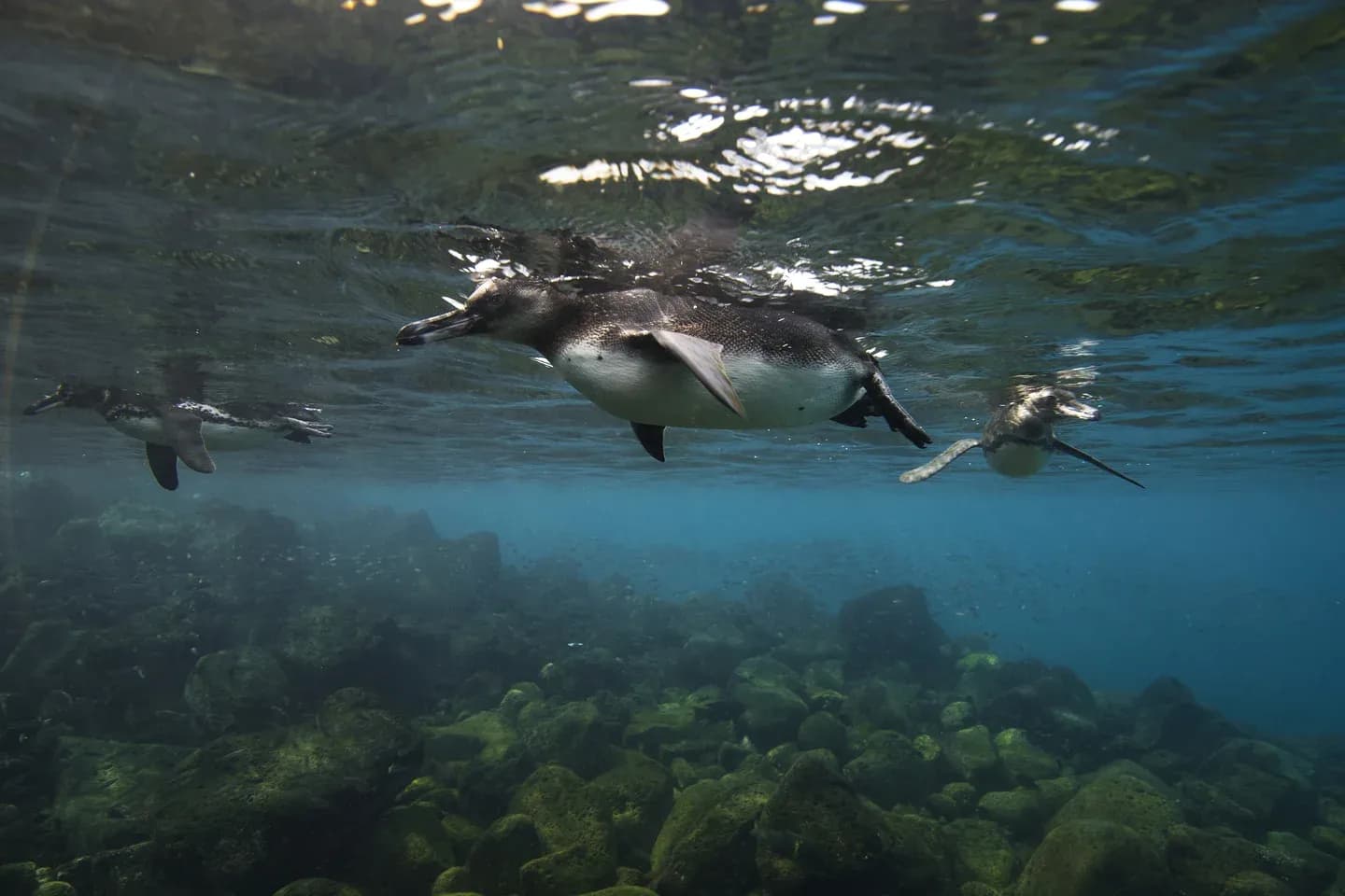 Three Galápagos penguins swimming above a rocky seabed