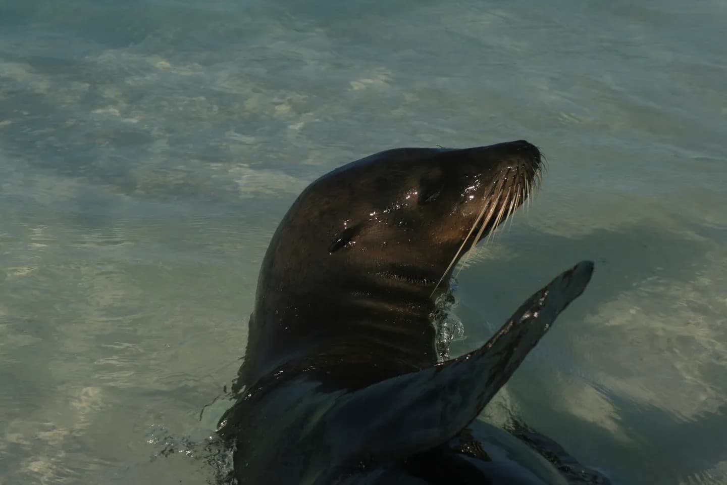 A Galápagos sea lion lifting its flipper in clear shallow water