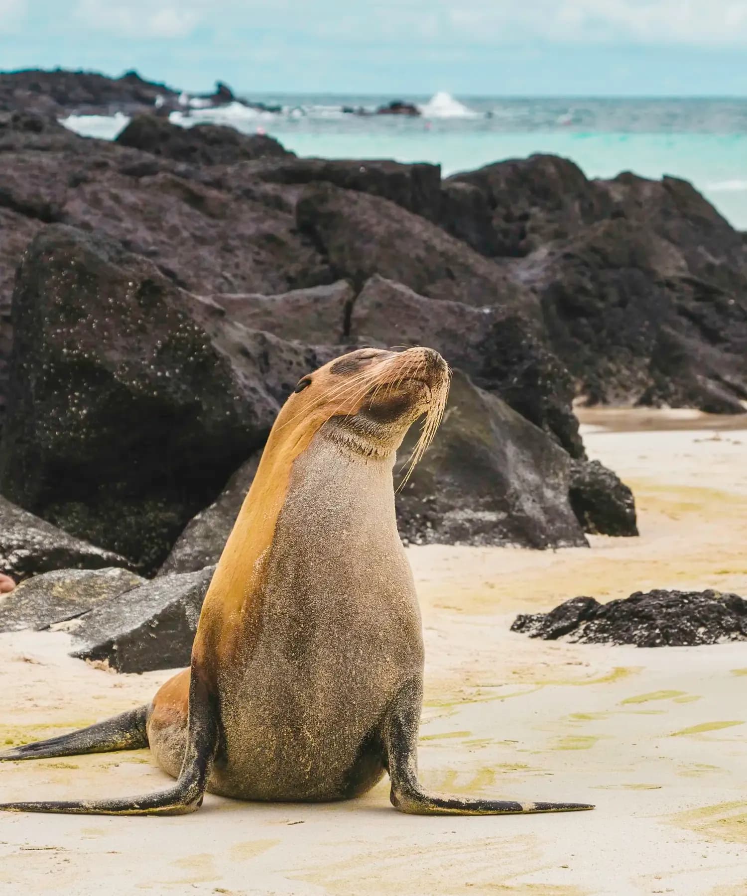 Galapagos sea lion sitting on a white-sand beach against dark lava rocks
