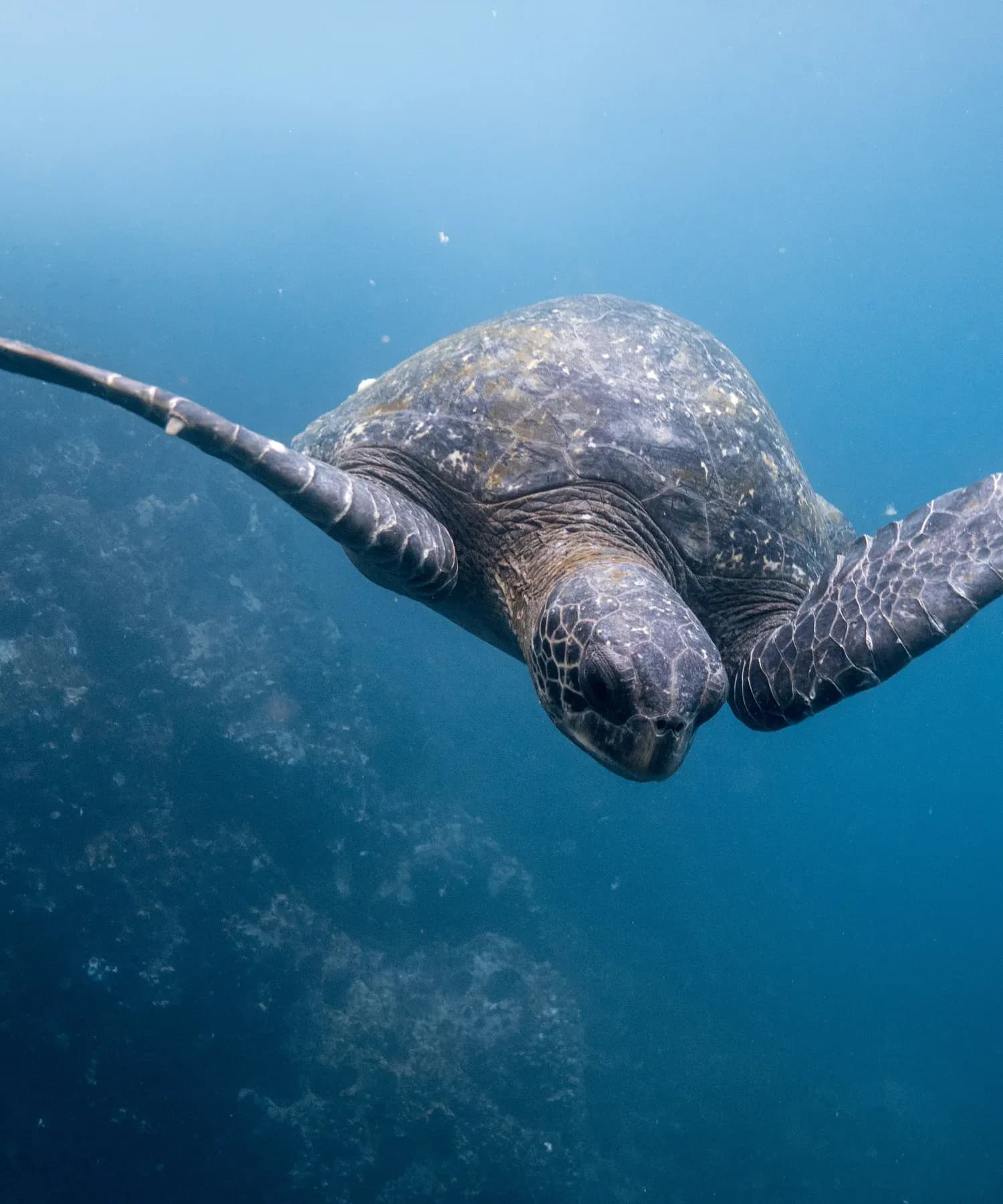 Sea turtle gliding through blue water in the Galapagos