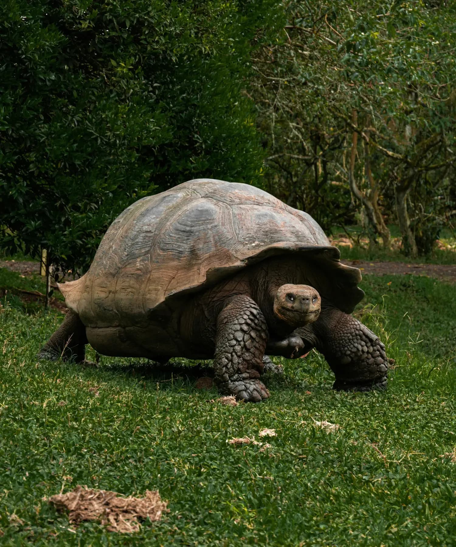 Galapagos giant tortoise walking through the green highlands