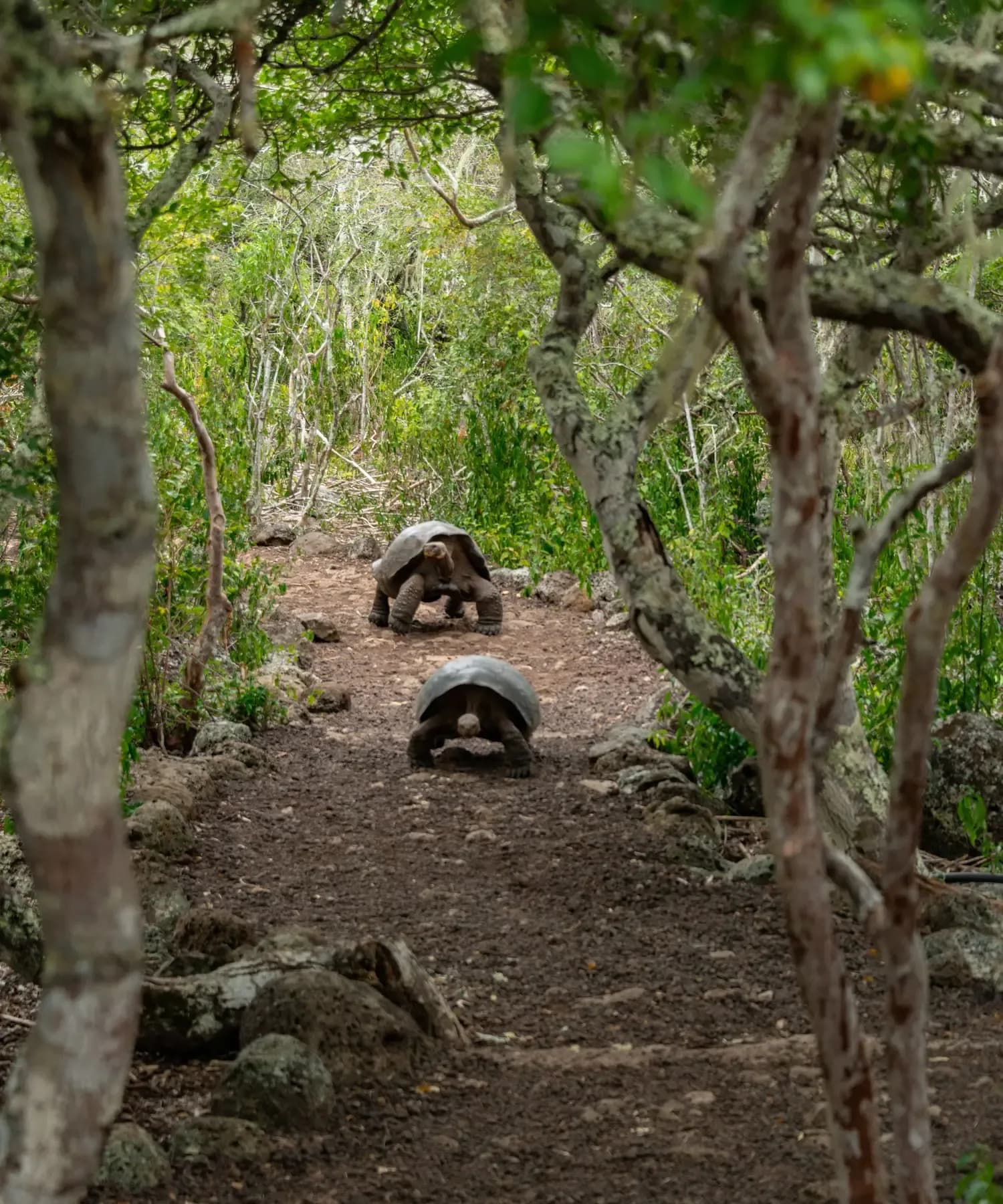 Two Galapagos giant tortoises walking along a forest footpath