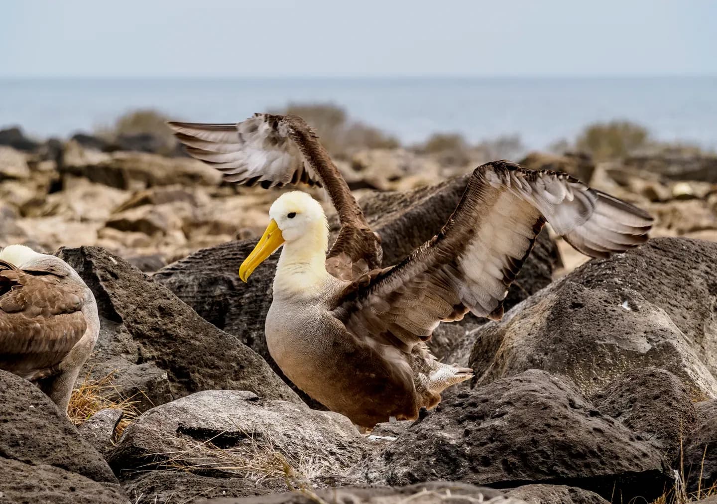 A waved albatross spreading its wings on the rocks of Española Island, Galápagos