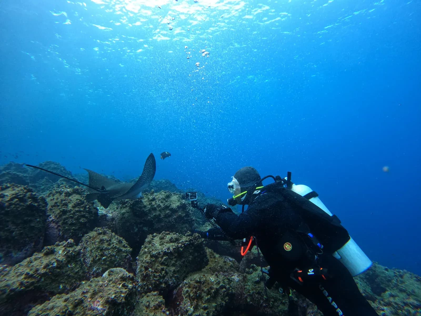 Spotted eagle ray and a diver with a camera on a Galaxy Diver II dive, Galápagos