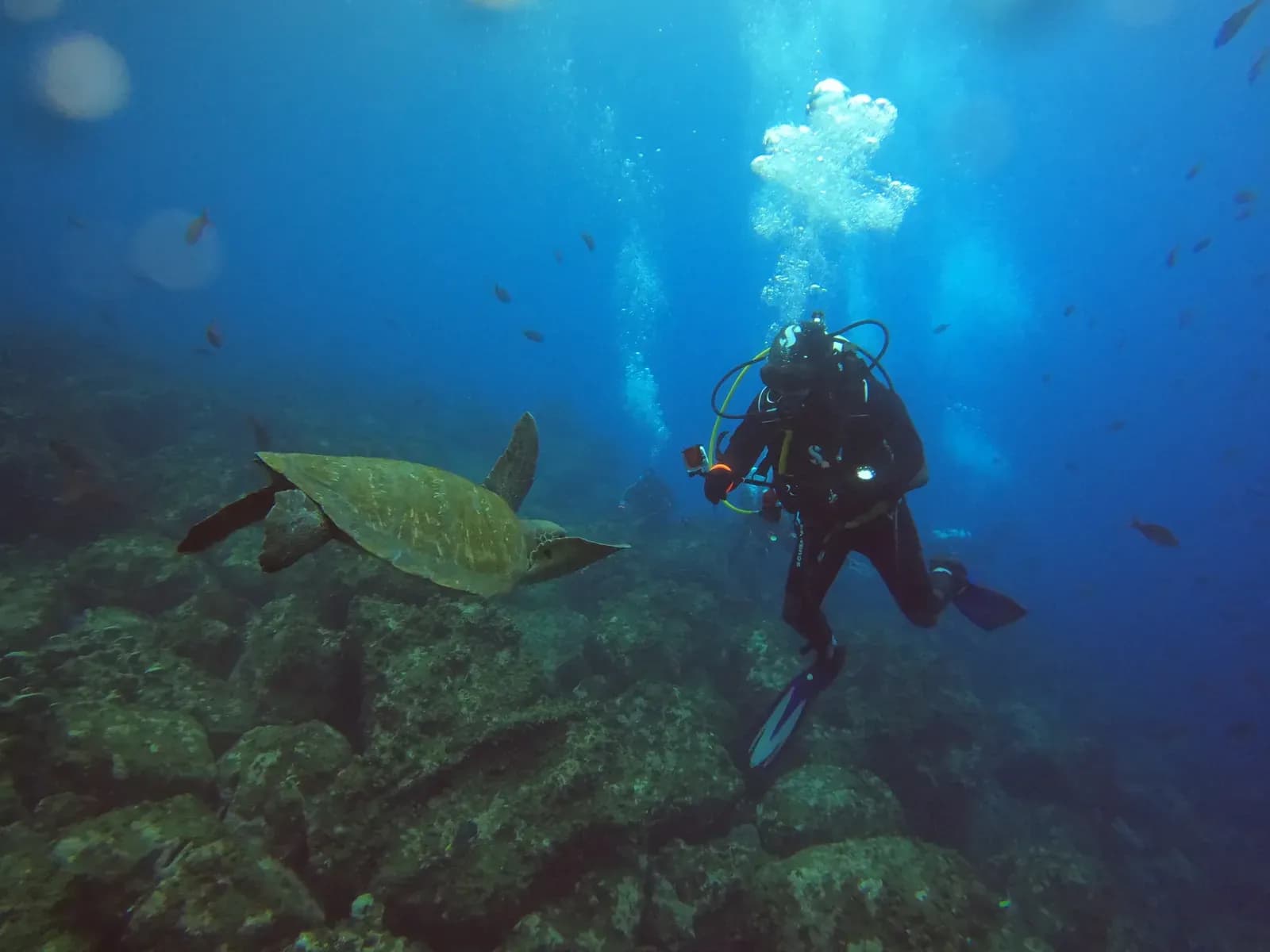 Diver swimming alongside a green sea turtle on a Galaxy Diver II dive, Galápagos