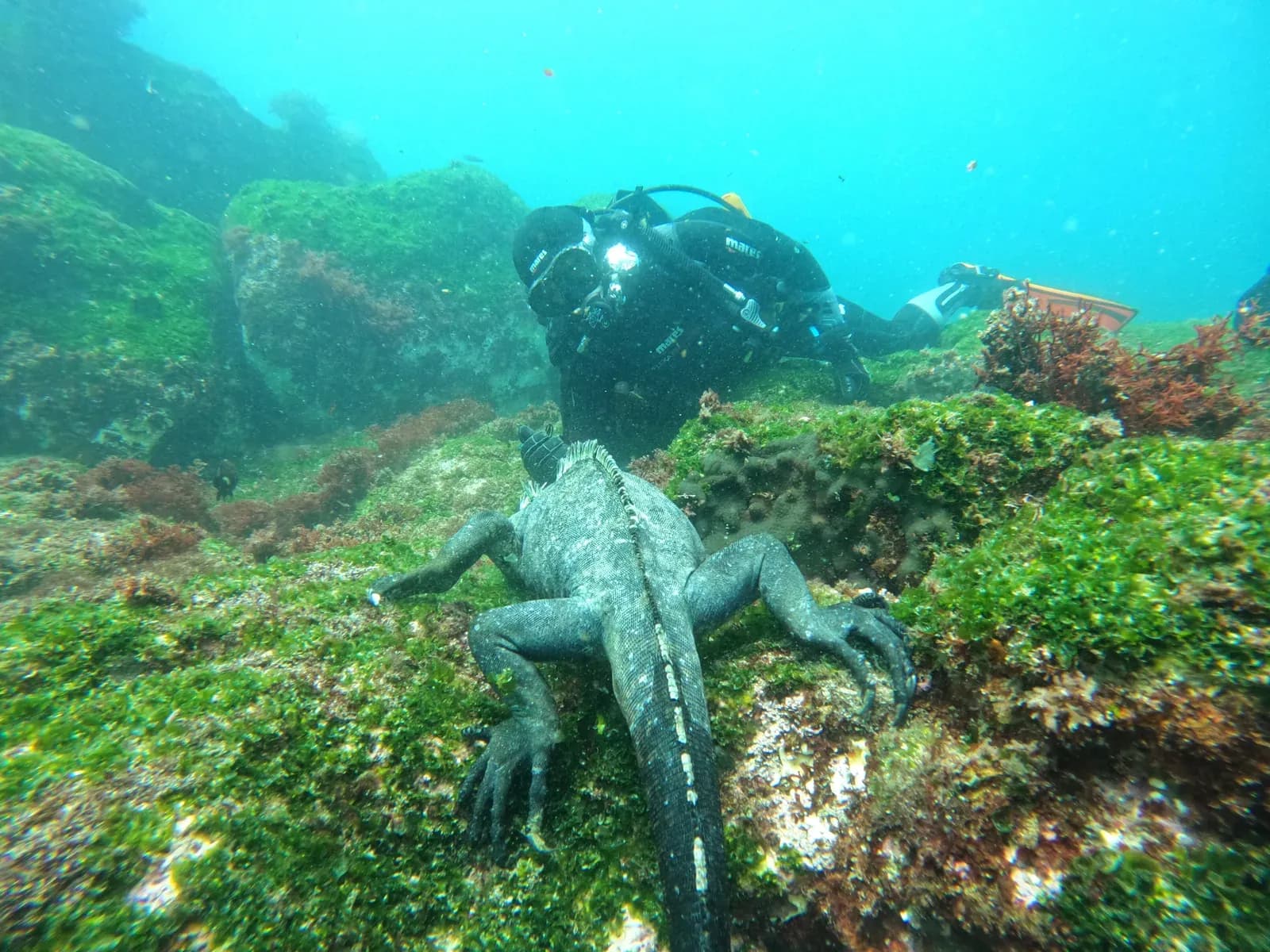 Marine iguana on a rock underwater on a Galaxy Diver II dive, Galápagos