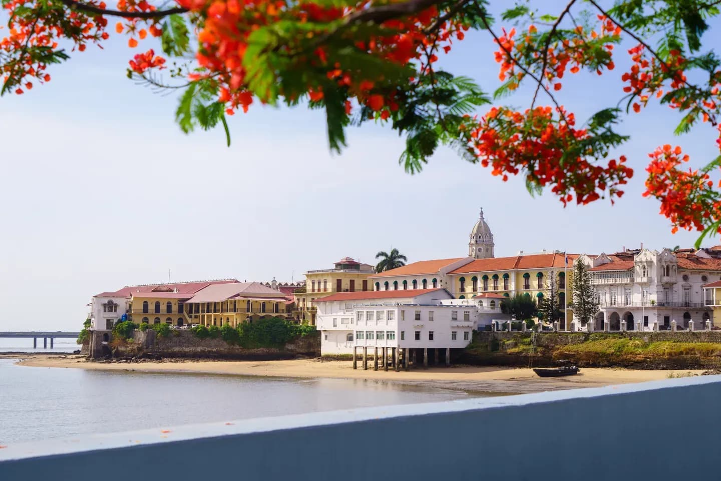 Casco Viejo's seafront buildings and church tower seen across the water, framed by red flame-tree blossom, Panama City