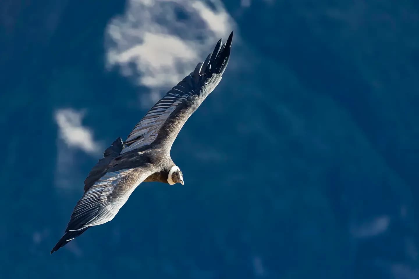 An Andean condor gliding with its wings spread over the Colca Canyon near Chivay, Peru