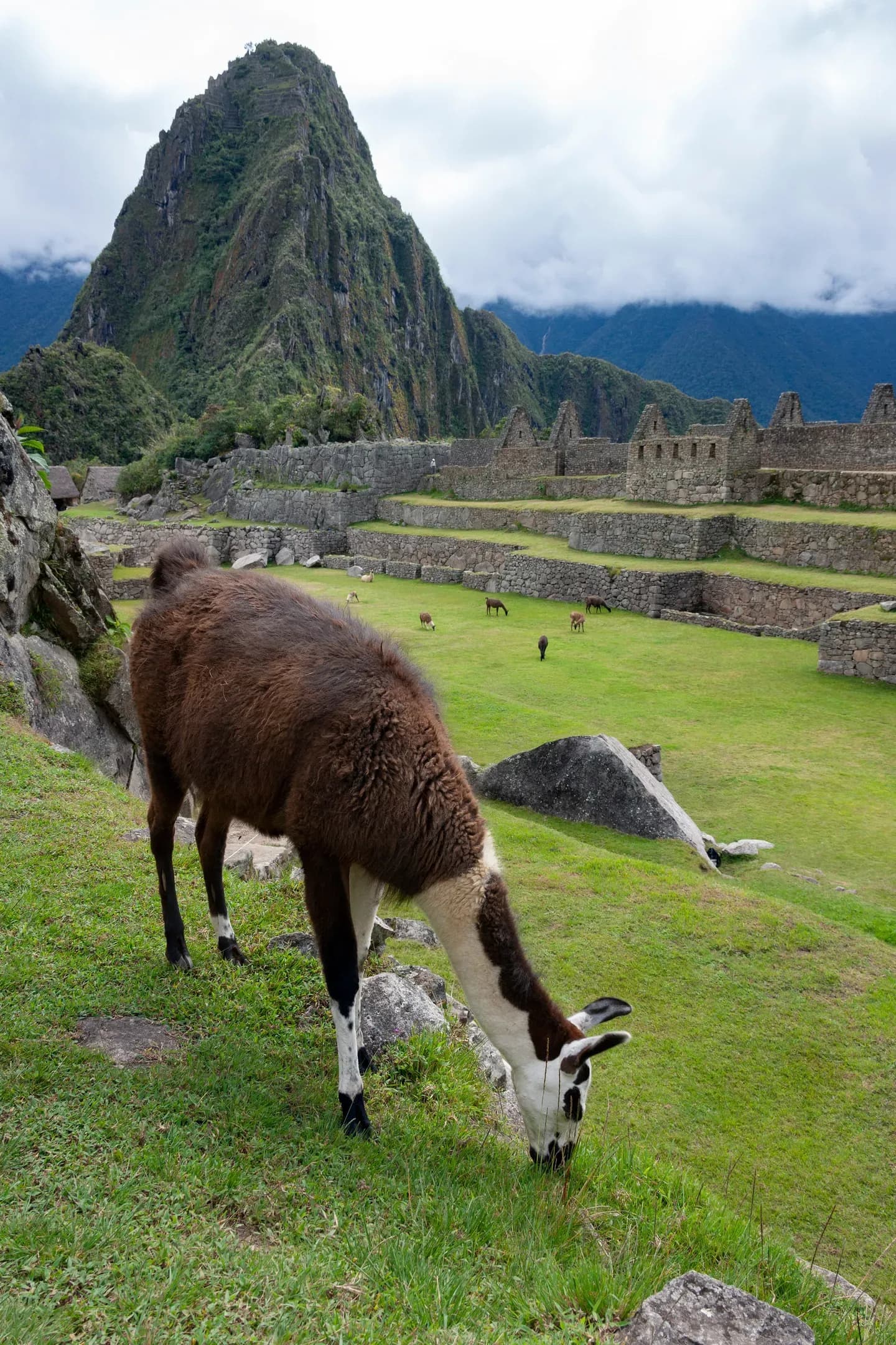 A llama grazing on the terraces of Machu Picchu, Peru
