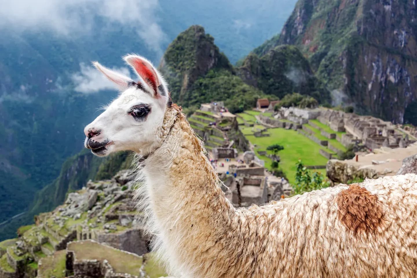 A white llama above the ruins of Machu Picchu, Peru